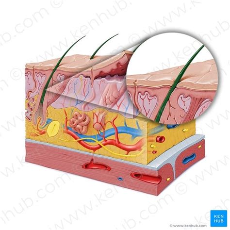 Teile Der Haut Flashcards Quizlet