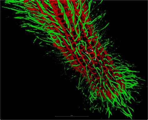 Giant Proteins In A Giant Cell Molecular Basis Of Ultrafast Ca2