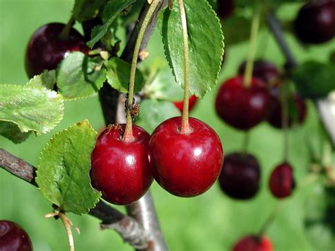 picture cherry fruit tree