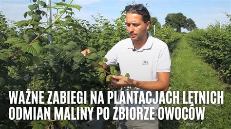 Ważne zabiegi na plantacjach letnich odmian maliny po zbiorze owoców