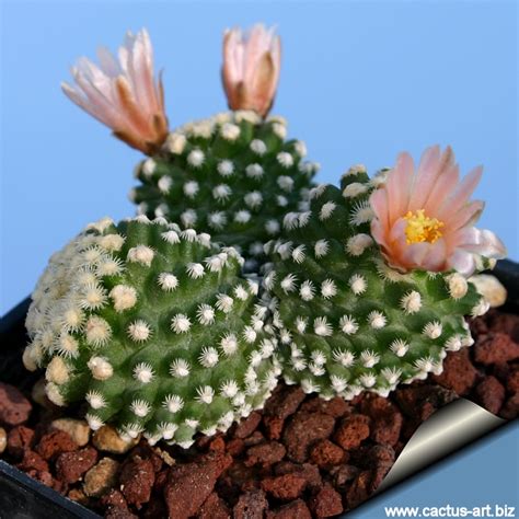 Pediocactus Knowltonii