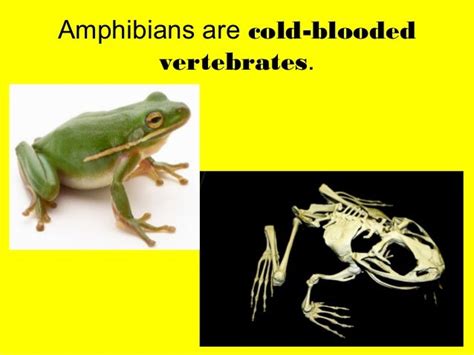 Mammals Birds Fish And Amphibians