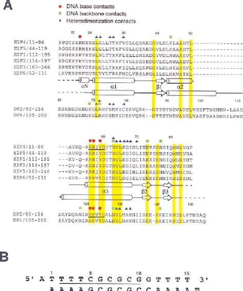 Figure 1 From Structural Basis Of DNA Recognition By The Heterodimeric