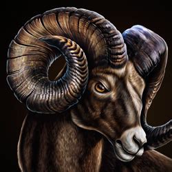 Ram Thumb Joel Jensen Art