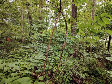 5.35 acres in Rhea County, Tennessee
