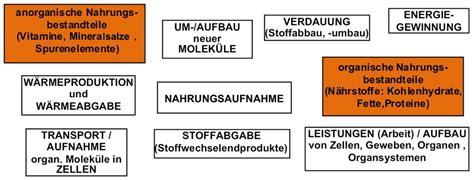 Ab Flie Diagramm Ern Hrung Stoffwechsel Und Zellen