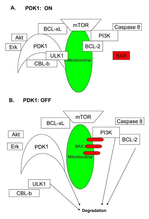 The Model For The Role Of Pdk1 In Aml Cell Growth A When Pdk1 Is Download Scientific Diagram