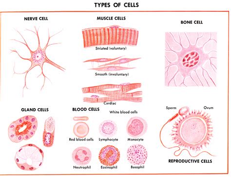 Structure and Functions of Living Organisms - NC Essential standardsof biology