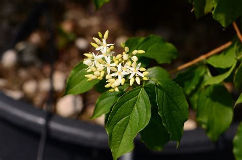 Cornus Sanguinea Anny S Winter Orange Vivai Nord