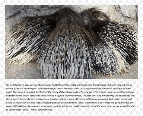 Porcupine Story New World Porcupine, Hedgehog, Mammal, Animal HD PNG ...