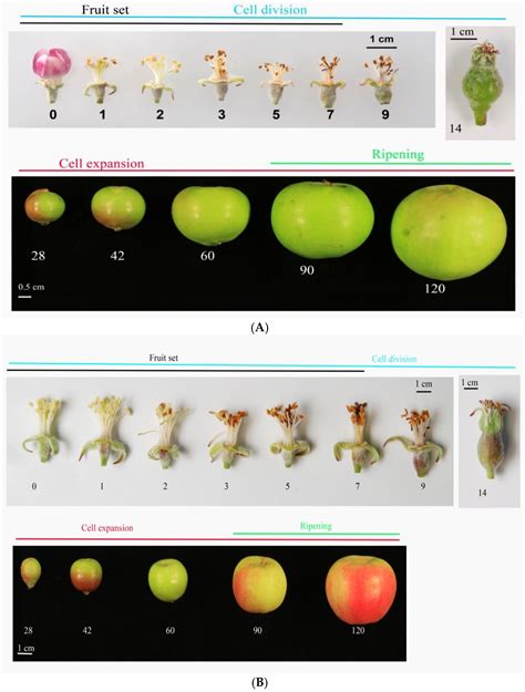 Horticulturae Free Full Text Cell Division Controls Final Fruit