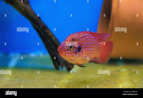 Blood Red Jewel Cichlid Hemichromis Lifalili Stock Photo Alamy