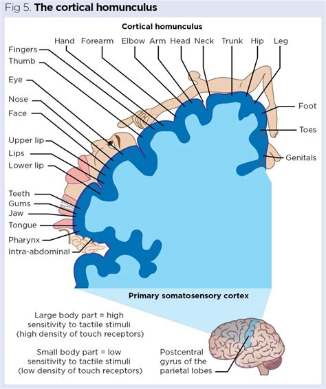 Sense Of Touch Receptors