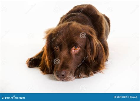 brown longhaired pointer dog stock photo image  german tired
