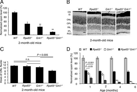 Effect Of Deletion Of Rpe And Grk On Retinal Opsin Levels And