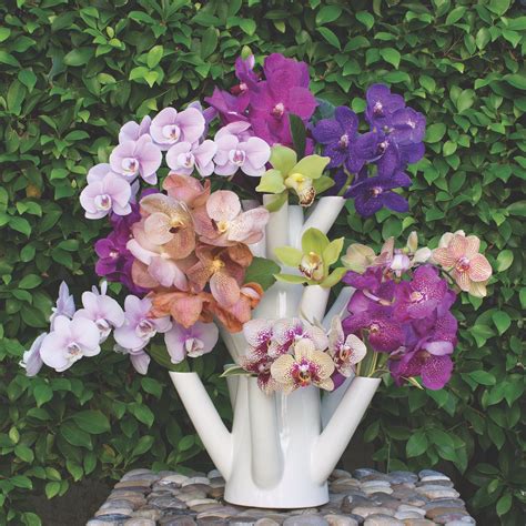 Orchid Arrangements: Blooms for All Seasons - Flower Magazine