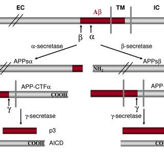 Schematic Diagram Of APP Sequential Processing Not Drawn In Scale