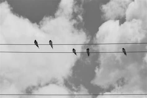 Birds On Wires Photos, Download The BEST Free Birds On Wires Stock ...