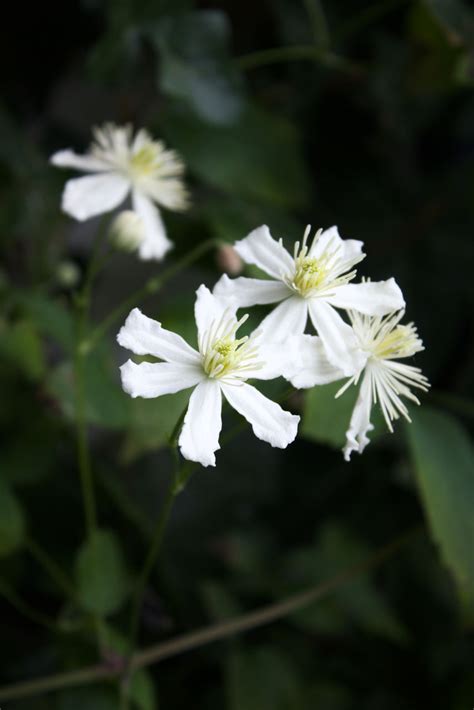 Clematis Fargesioides Paul Farges Summer Snow