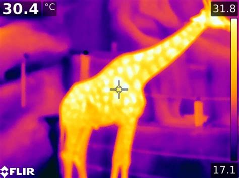 How Thermal Imaging Tech Is About To Become Hot Stuff Bbc News