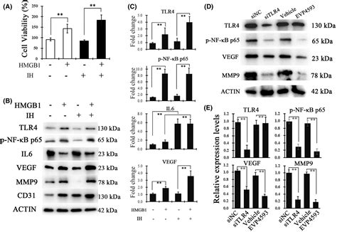 Upregulation Of Hmgb Promotes Vascular Dysfunction In The Soft Palate