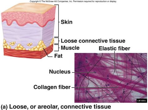 Areolar Connective Tissue Labeled : areolar tissue - Google Search ...