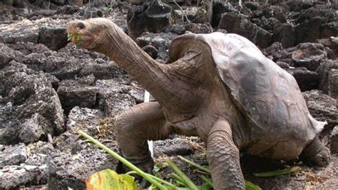 Solitario George la tortuga más famosa de las islas Galápagos