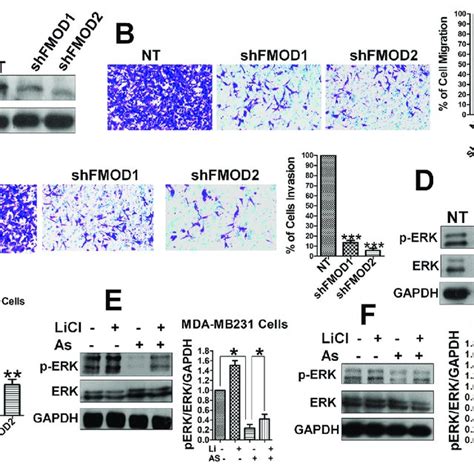 β Catenin Tcf4 And Lef1 Are Essential For Fmod Expression Erk Download Scientific Diagram