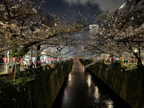 How To Go To Meguro River During The Cherry Blossom Festival