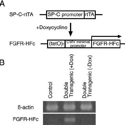 Gene construction and conditional expression of a soluble FGF receptor ...