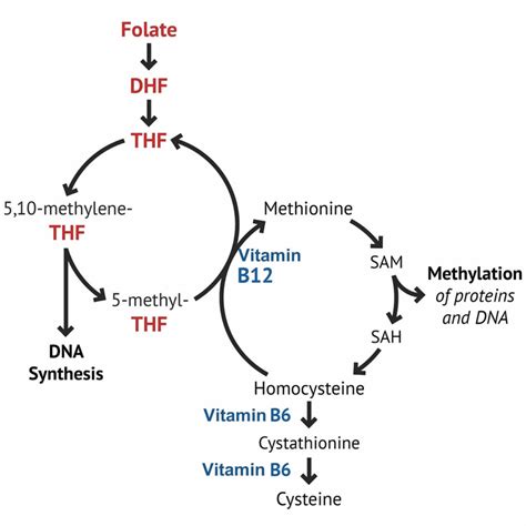 Vitamin B6 Foods Supplements Deficiency Benefits Side Effects