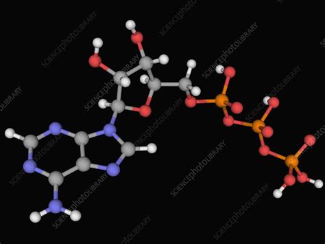 Adenosine Triphosphate Molecule Stock Image F0045509 Science