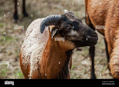 Brown goat with horns Stock Photo - Alamy