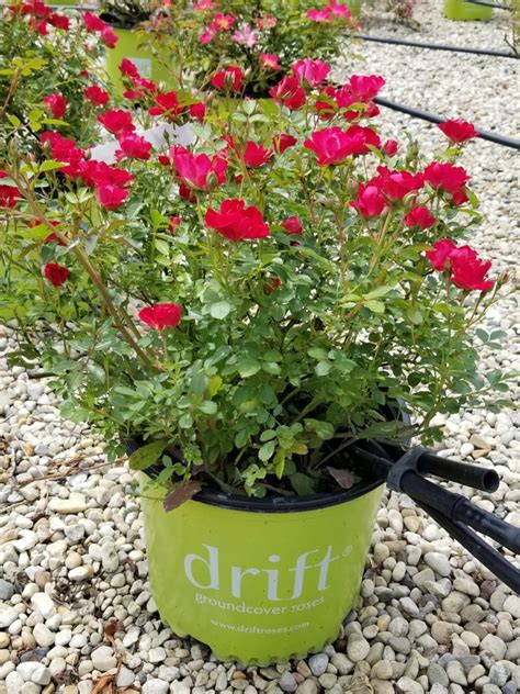 Red Drift® Rose – Wilson Nurseries