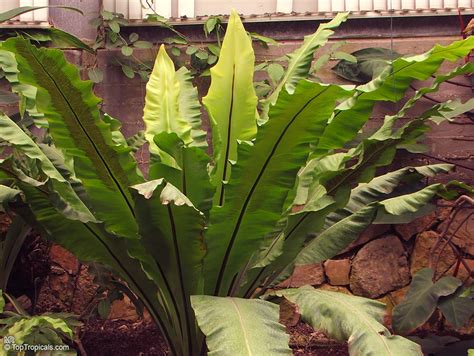 Asplenium Nidus Asplenium Nidus Avis Bird S Nest Fern