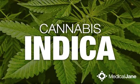 About Cannabis Indica | Medical Marijuana 101 Overview