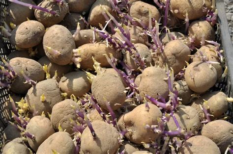 Fotografias de Batatas germinadas para plantação Imagens sem royalties