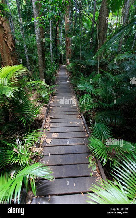 The Rainforest Boardwalk Connecting Centenary Lakes To The Botanic