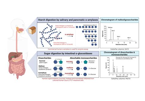 Accurate Method To Measure Carbohydrate Digestion In Humans Using HPAE