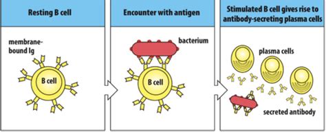 Antibody Structure And The Generation Of B Cell Diversity Flashcards