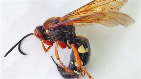 4 Ways To Keep Hornets And Wasps Away From Your Home Wasp Hornet Plant Pests