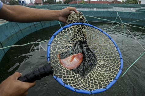 Upaya Peningkatan Produksi Ikan Nila ANTARA Foto