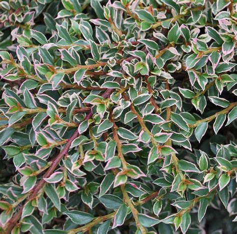 Кизильник горизонтальный (Cotoneaster horizontalis 'Variegatus') купить ...