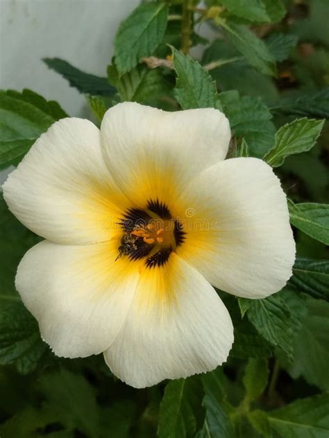 Beautiful Turnera Subulata Or White Buttercup Flower Plant Are Blooming