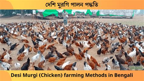 দশ মরগ পলন পদধত Desi Murgi farming Methods in Bengali