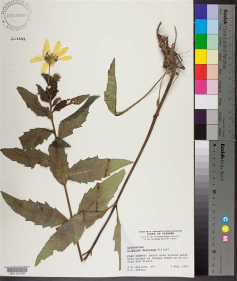 Silphium Dentatum Species Page Apa Alabama Plant Atlas