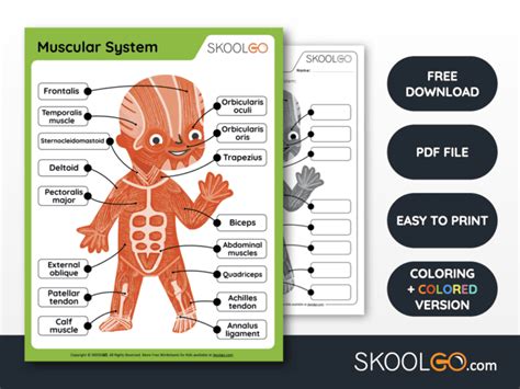 Muscular System Free Worksheet For Kids Skoolgo