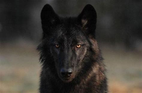 Razas De Perros Que Parecen Lobos Nombres Y Fotos