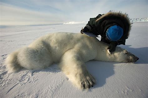 Polar Bears on Thin Ice, Arctic Expedition Finds | Polar bear, Polar ...