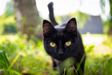 nama kucing hitam  keren unik berkarakter  bikin nempel